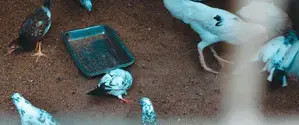 Pegions