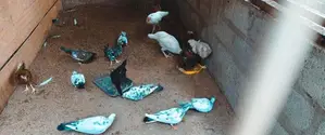 Pegions