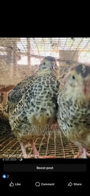 Quail Chicks