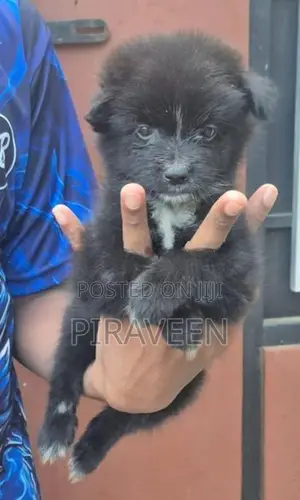 Lion Pomeranian Puppies