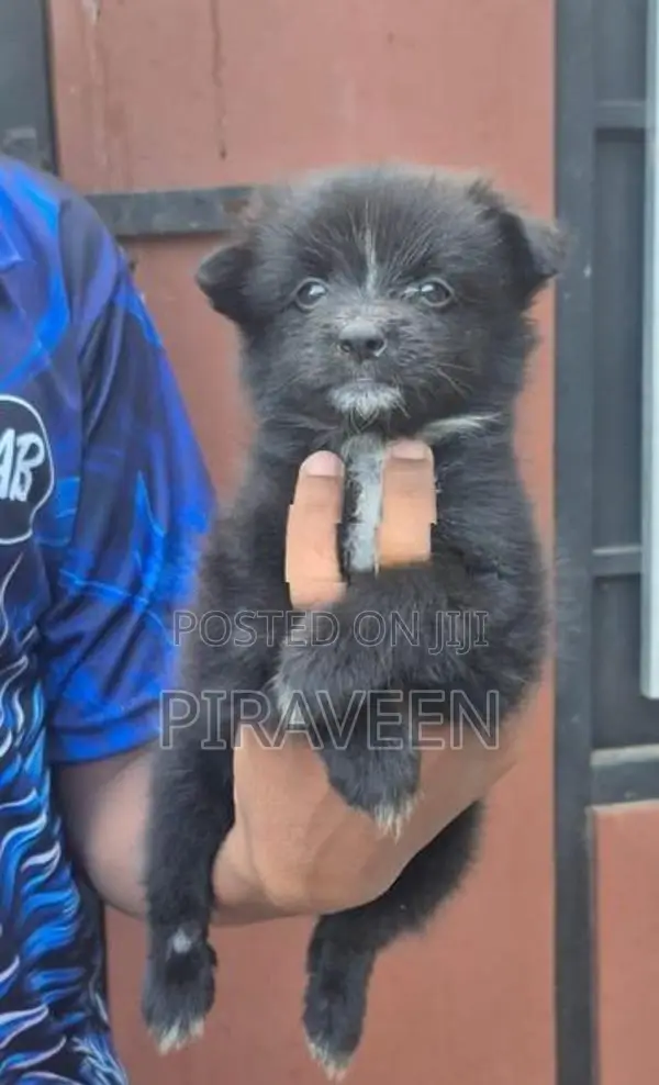 Lion Pomeranian Puppies