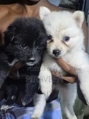 Lion Pomeranian Puppies