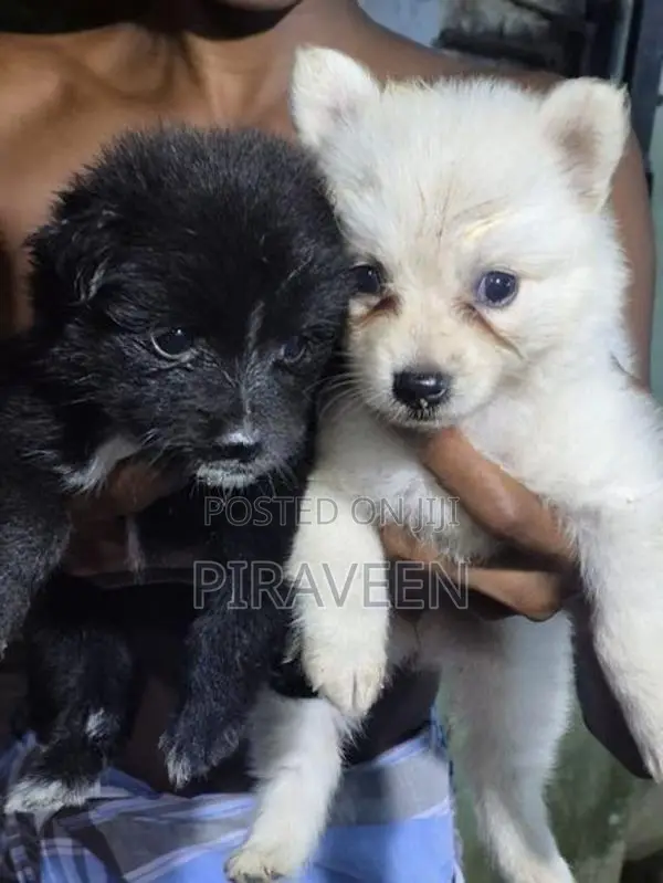 Lion Pomeranian Puppies