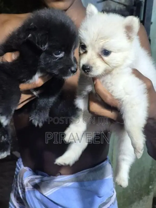 Lion Pomeranian Puppies