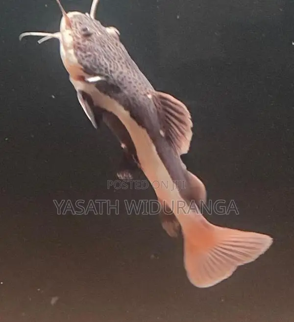 RTC Fish