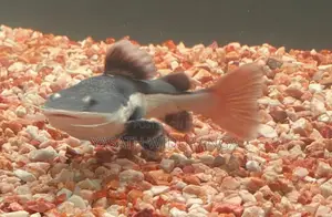 RTC Fish