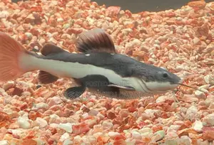 RTC Fish