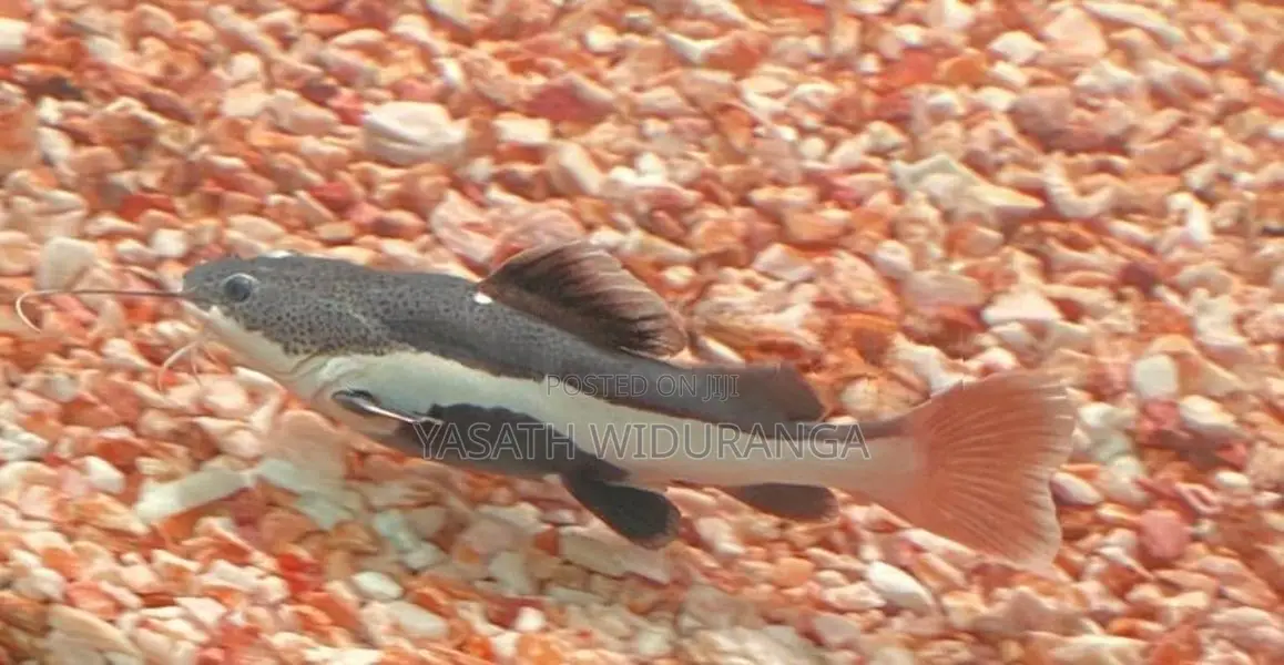 RTC Fish