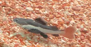 RTC Fish