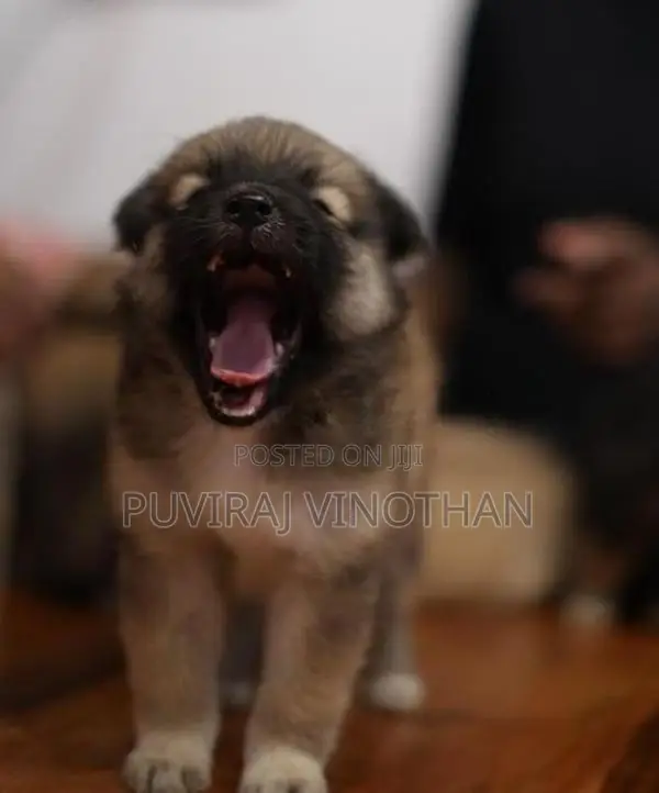 Spitz Puppies