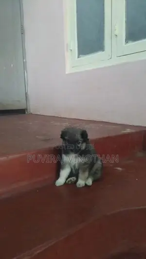 Spitz Puppies