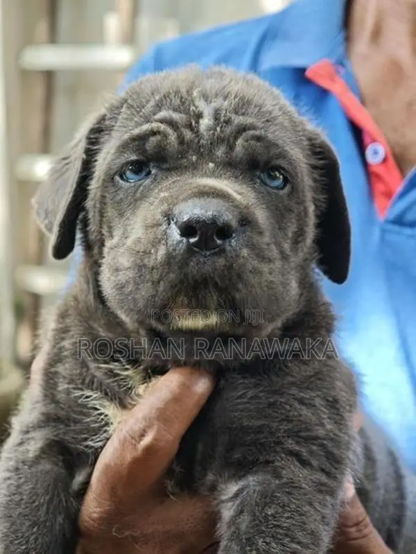 Cane Corso Puppies
