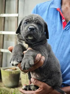 Cane Corso Puppies