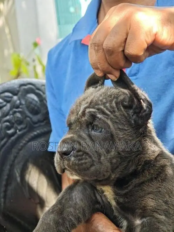 Cane Corso Puppies