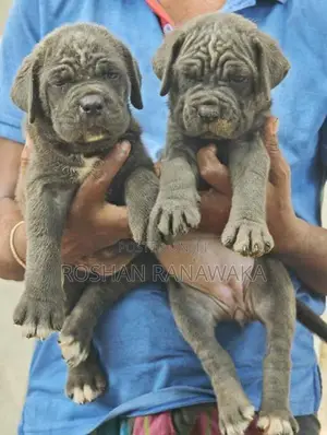 Cane Corso Puppies