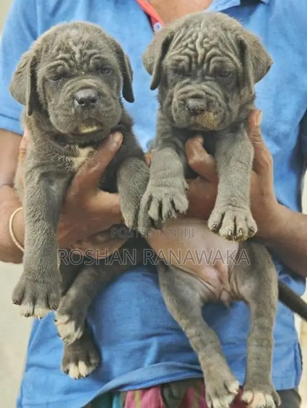 Cane Corso Puppies