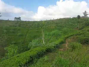 Land for Sale in Hatton