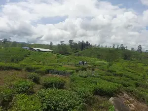 Land for Sale in Hatton