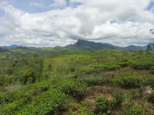 Land for Sale in Hatton