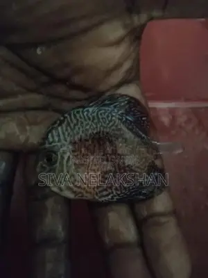 Discus Fish