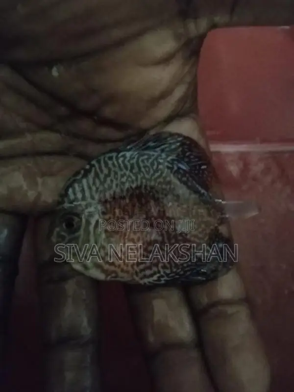 Discus Fish