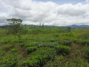 Land for Sale in Hatton