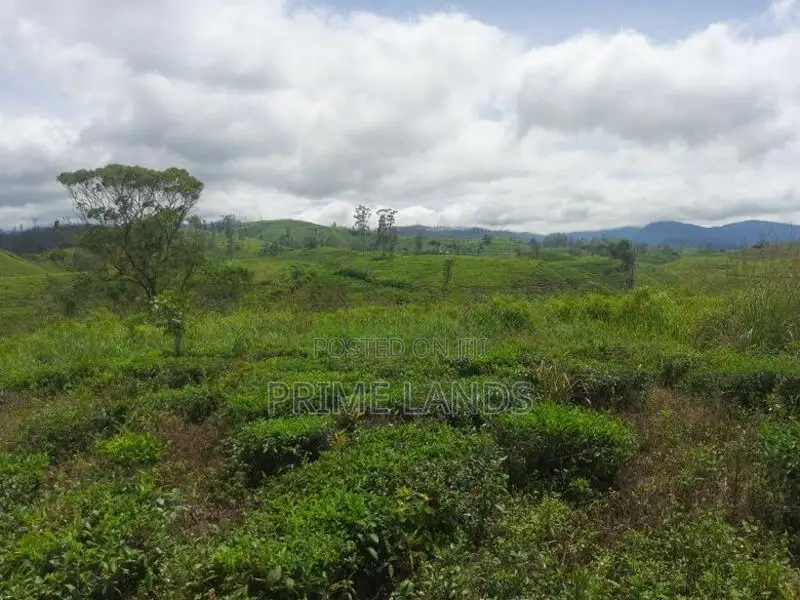 Land for Sale in Hatton
