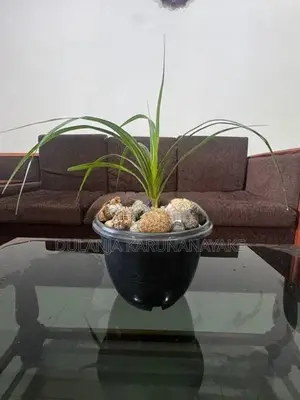 Watakeiya Plant