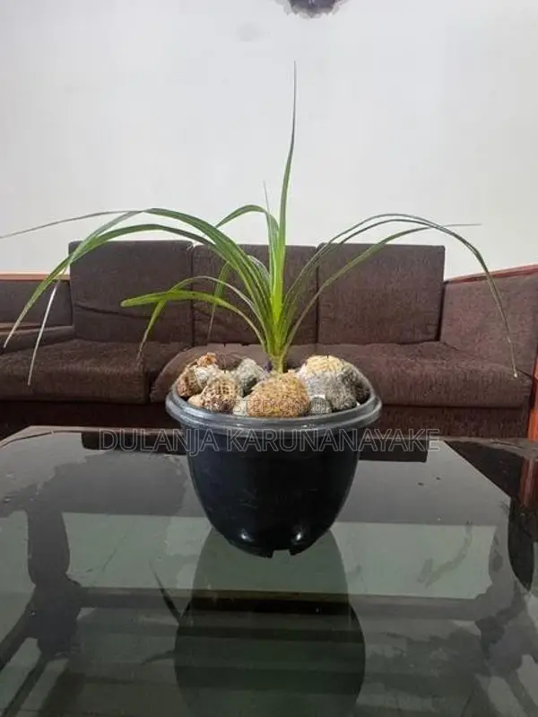 Watakeiya Plant