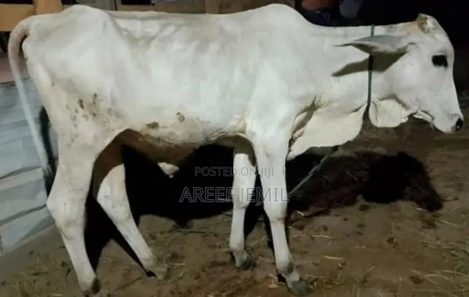 Farm Cow