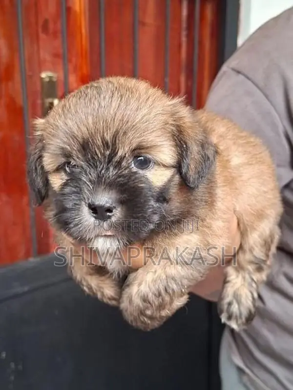 Tibetan Terrier Puppy