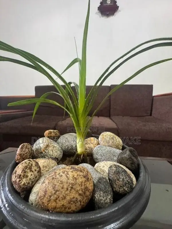 Watakeiya Plant