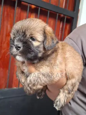 Tibetan Terrier Puppy