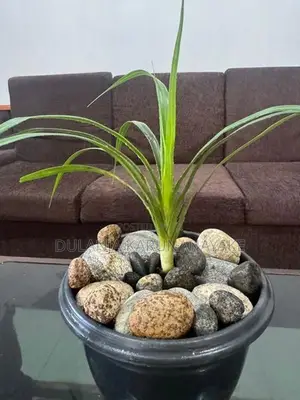 Watakeiya Plant