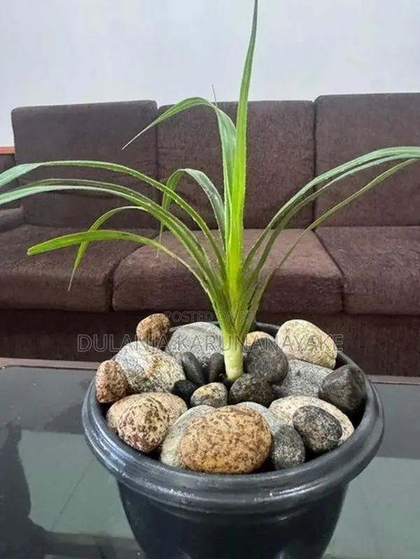 Watakeiya Plant