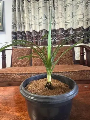 Watakeiya Plant