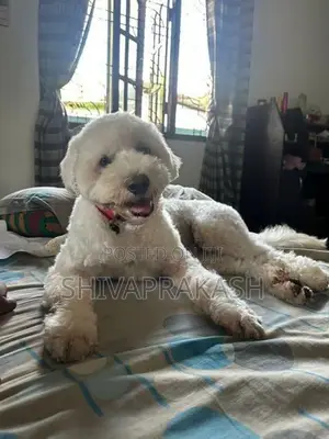 Tibetan Terrier Puppy