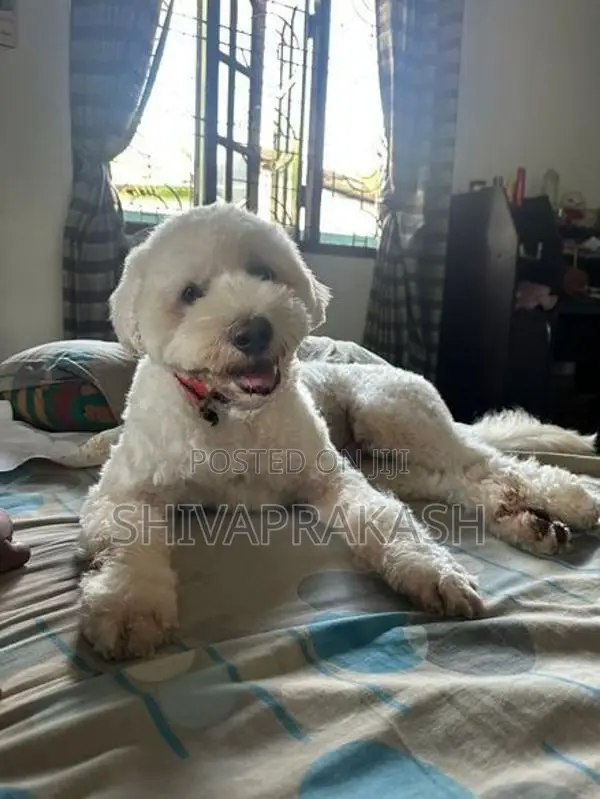 Tibetan Terrier Puppy