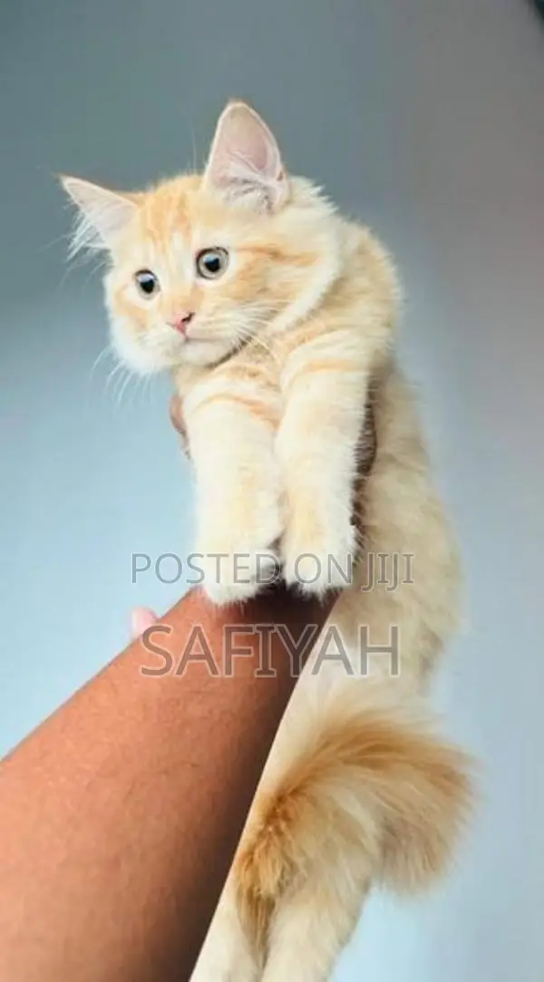 Persian Kitten
