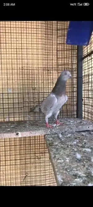 Pigeons