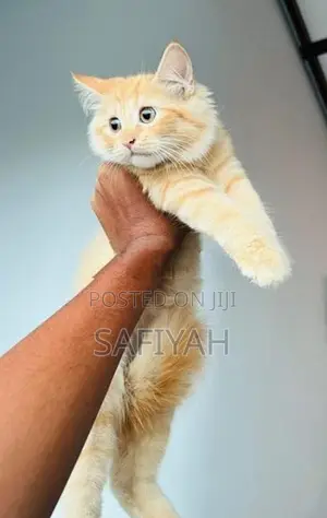Persian Kitten