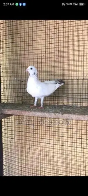 Pigeons