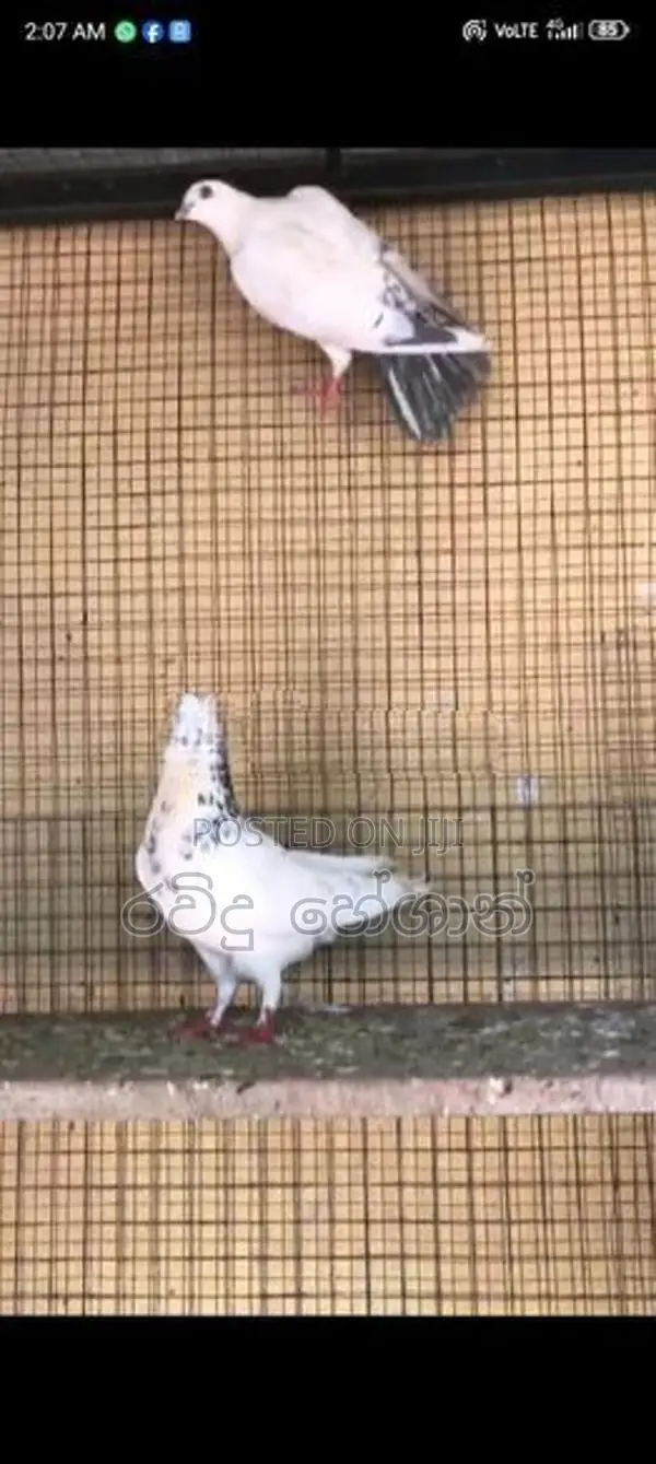 Pigeons