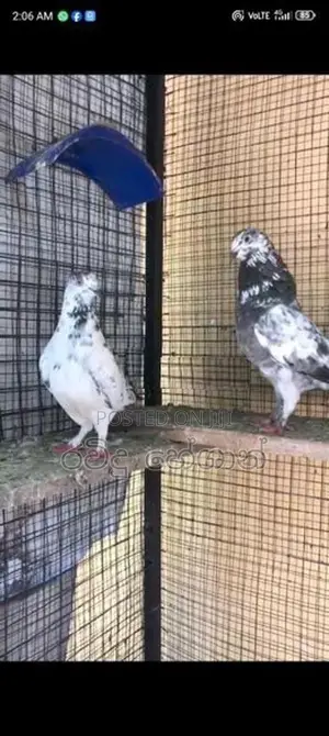 Pigeons