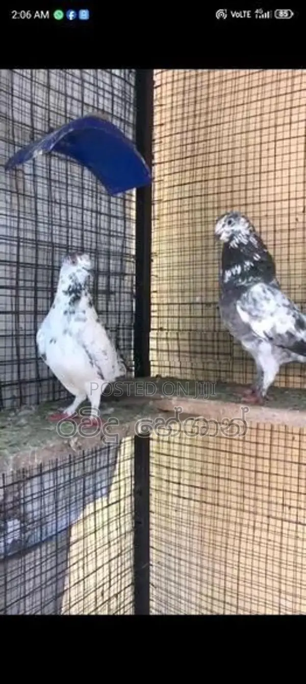 Pigeons