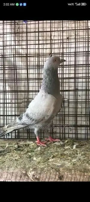 Pigeons