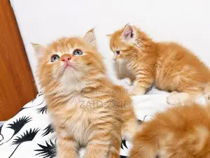 Persian Ginger kittens