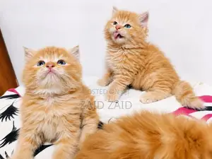 Persian Ginger kittens
