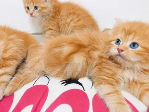 Persian Ginger kittens