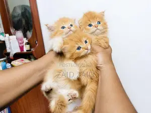 Persian Ginger kittens